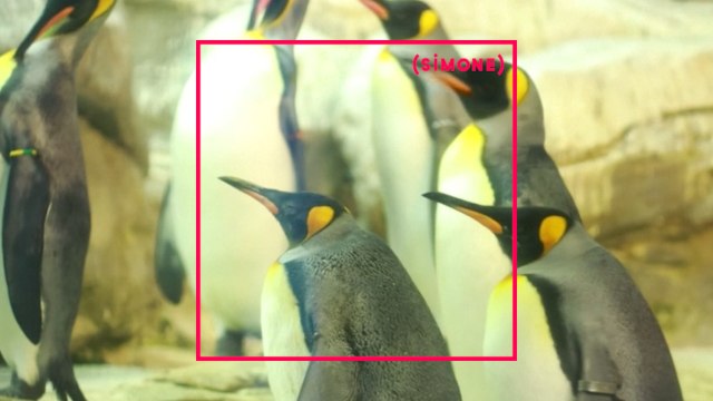 SIMONE : Deux manchots gays bientôt pères ?