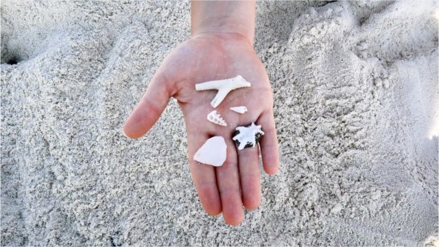 FEMME ACTUELLE - Coquillages, sable, bois flotté... Qu’a-t-on le droit de ramasser sur la plage ?