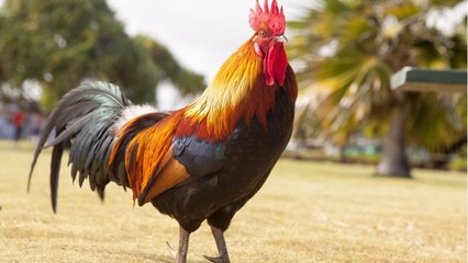 FEMME ACTUELLE - Vidéo - Un champion de pelote basque arrache la tête d’un coq vivant avec les dents