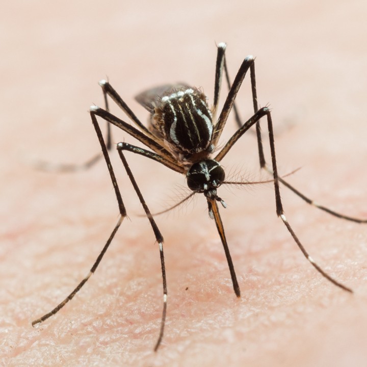 Piqure De Tique Comment La Reconnaitre Et Comment Reagir Femme Actuelle Le Mag