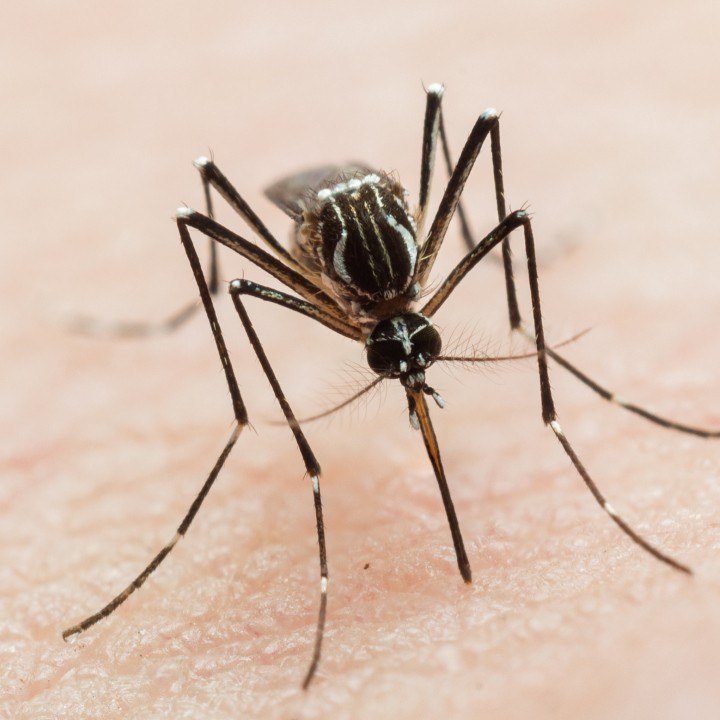 FEMME ACTUELLE - Moustiques, araignées, tiques : comment reconnaître les différentes piqûres d'insectes ?