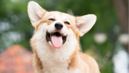 FEMME ACTUELLE - Fesses de corgis : la nouvelle obsession des réseaux sociaux