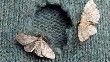 FEMME ACTUELLE - Mites de vêtement : comment les identifier et s’en débarrasser ?