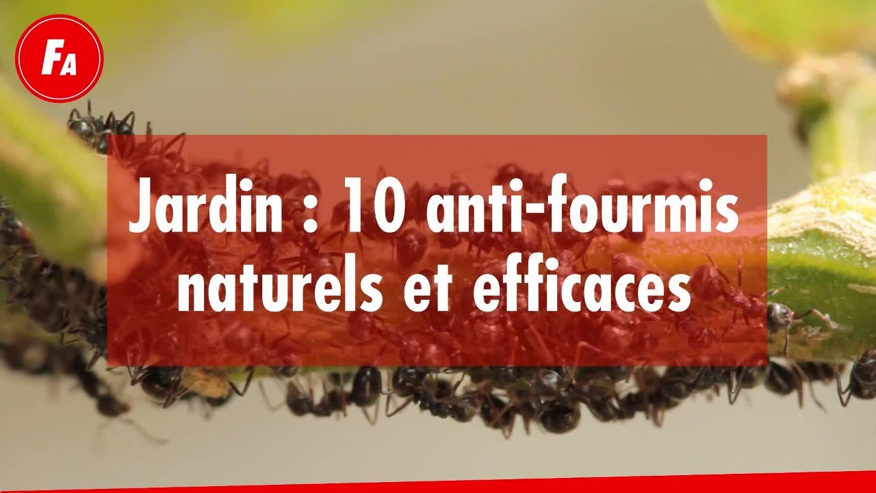 Jardin : 10 anti-fourmis naturels et efficaces : Femme Actuelle Le MAG