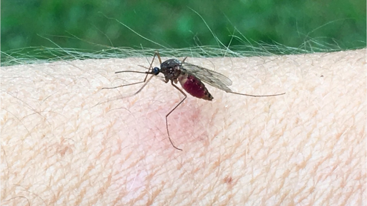 L'astuce insolite pour faire fuir les moustiques la nuit : Femme Actuelle  Le MAG