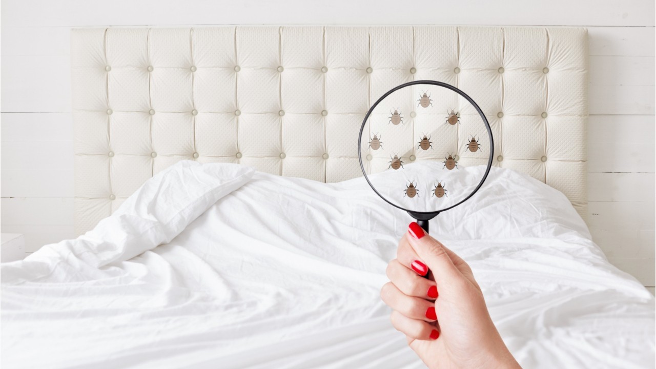Punaises de lit : 5 erreurs à ne pas commettre pour s'en débarrasser :  Femme Actuelle Le MAG