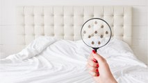 FEMME ACTUELLE - Se débarrasser des punaises de lit : les conseils de l’expert pour les éradiquer