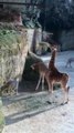 Femme Actuelle : naissance d'un bébé girafe près d'Angers