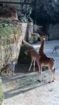Femme Actuelle : naissance d'un bébé girafe près d'Angers