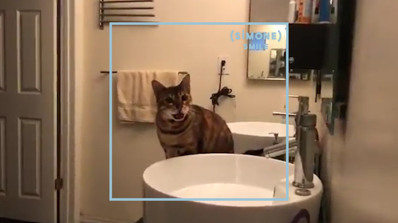 SIMONE : Le chat le plus talentueux d'Internet