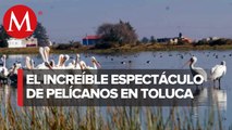 ¡Invitados de honor! Parvada de pelícanos visita Toluca por primera vez