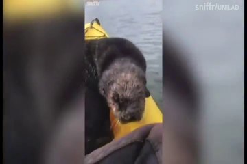 FEMME ACTUELLE - Une loutre s’incruste sur le kayak d’une femme, et c’est trop mignon