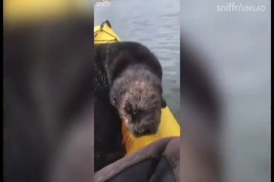 FEMME ACTUELLE - Une loutre s’incruste sur le kayak d’une femme, et c’est trop mignon