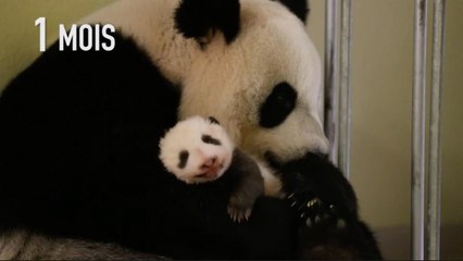 FA-1er anniversaire de Yuan Meng