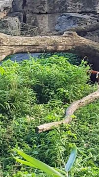 Femme Actuelle - Les adorables pandas roux du Zoo de Lyon