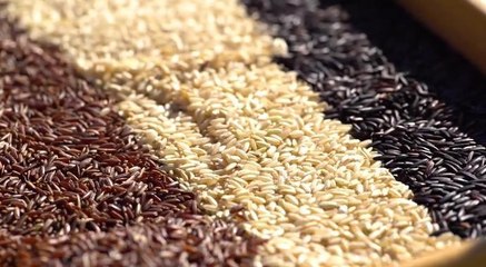 Des régions à croquer : le riz de camargue