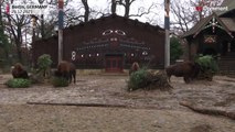 شاهد: أشجار عيد الميلاد ضمن وجبات خاصة لحيوانات إحدى حدائق برلين
