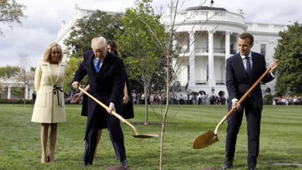 FEMME ACTUELLE - Pourquoi l'arbre offert à Donald Trump par Emmanuel Macron a-t-il disparu?