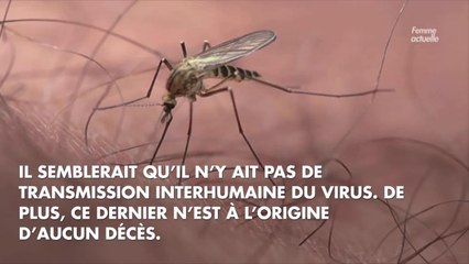 Usutu : quel est ce nouveau virus transmis en France par les moustiques ?