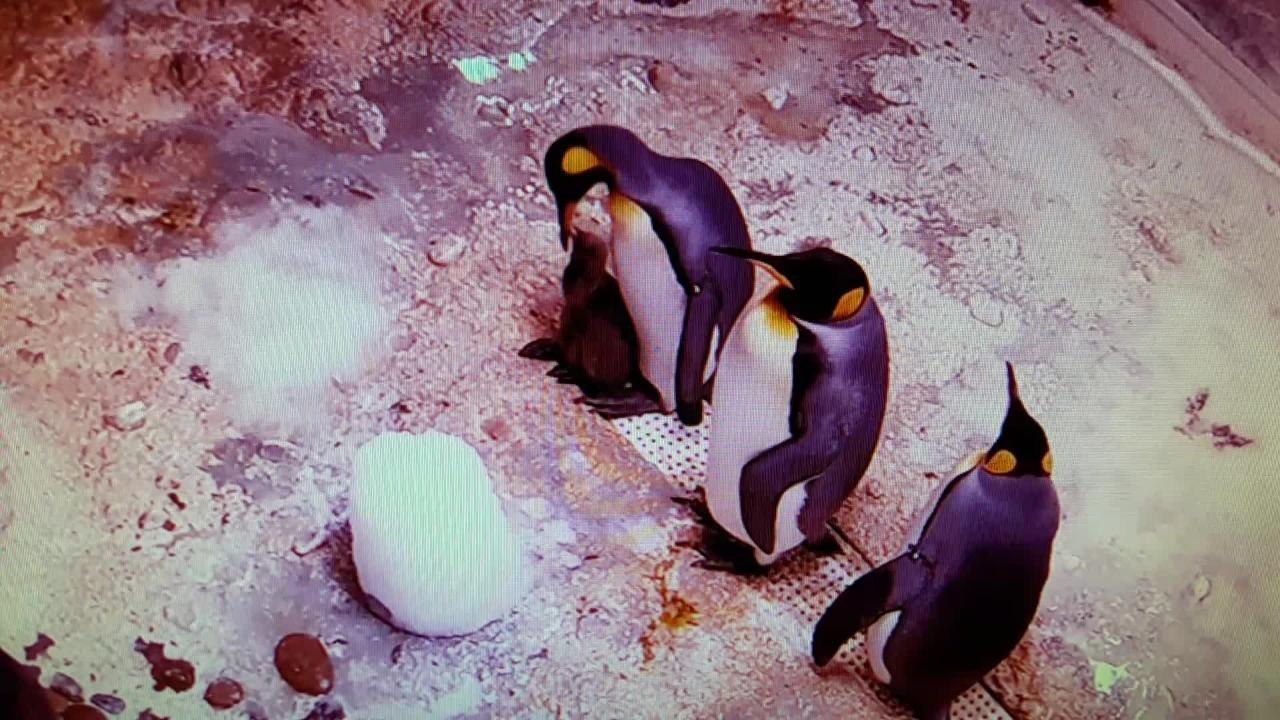 FEMME ACTUELLE - Naissance du bébé manchot royal : on connaît maintenant son nom et sa marraine