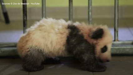 FEMME ACTUELLE - Découvrez les premiers pas de Mini Yuan Zi, le bébé panda