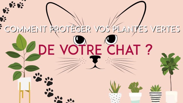 FEMME ACTUELLE - Comment protéger vos plantes vertes de votre chat ?