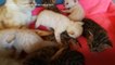 FEMME ACTUELLE - Une maman chat s’occupe de  ses petits chatons du Bengal