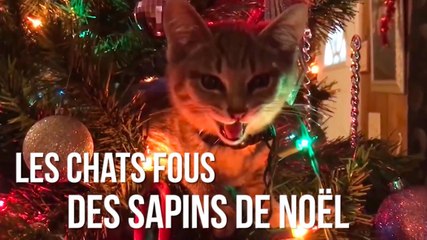 FEMME ACTUELLE - Les chats fous des sapins de Noël