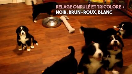 FEMME ACTUELLE - Le bouvier bernois, un chien aux multiples talents !