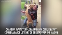 FEMME ACTUELLE - Un homme récupère son chien volé 4 ans après : leurs retrouvailles sont émouvantes