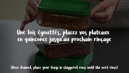 Graines germées : comment utiliser un germoir plateau