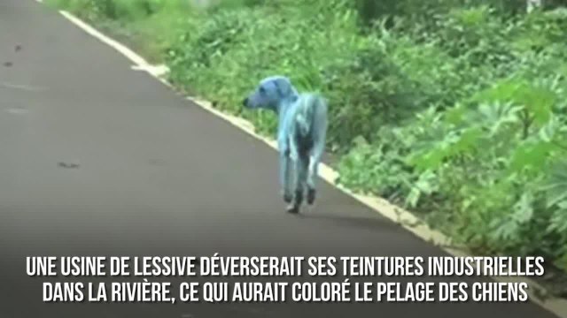 FEMME ACTUELLE - Des chiens errants sont devenus bleus à cause de la pollution industrielle en Inde