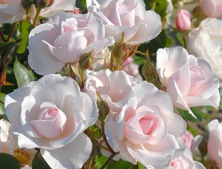 Comment planter un rosier