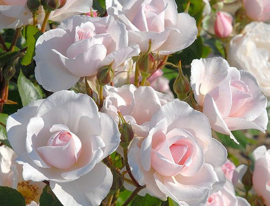 Comment planter un rosier