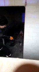 Bursa'da başıboş Pitbull köpeğine camide operasyon