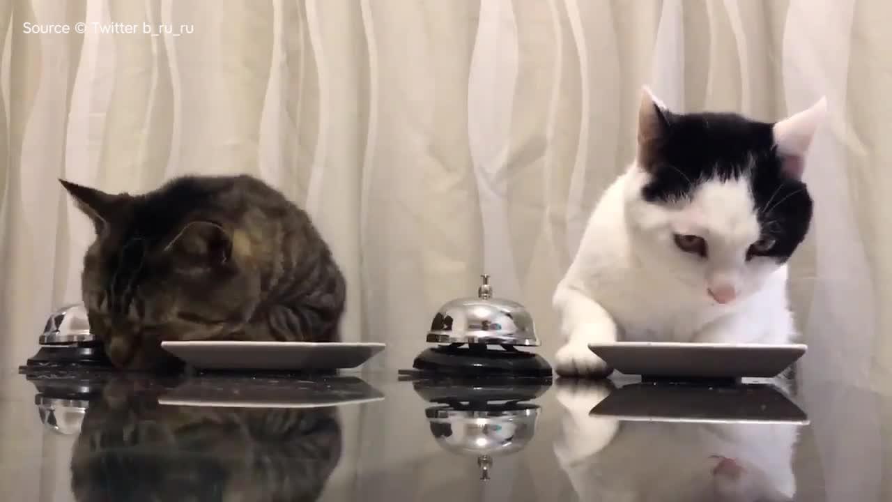 FEMME ACTUELLE - Quand deux chats activent des sonnettes pour manger leurs croquettes
