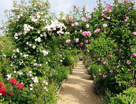 Comment tailler ses rosiers