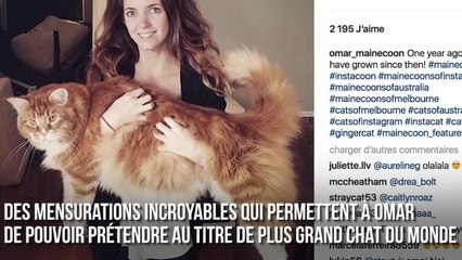 FEMME ACTUELLE - Voici Omar, prétendant au titre du plus long chat au monde