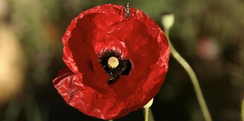 L'éveil de la permaculture - extrait