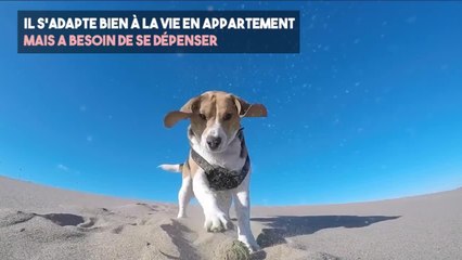FEMME ACTUELLE - Le beagle, un chien sportif