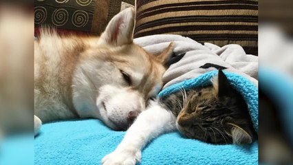 FEMME ACTUELLE - Découvrez Rosie, cette chatte persuadée d’être un chien de traîneau