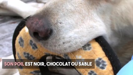 FEMME ACTUELLE - Le labrador, un chien terriblement séduisant