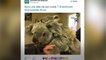 FEMME ACTUELLE - Découvrez Tinaroo, le bébé Koala né au Zoo de Beauval