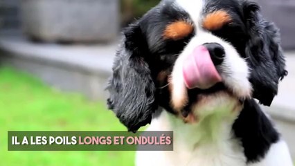 FEMME ACTUELLE - Le cavalier King Charles : le chien chouchou