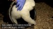 FEMME ACTUELLE - Découvrez le petit ours polaire, dernier né du zoo de Berlin