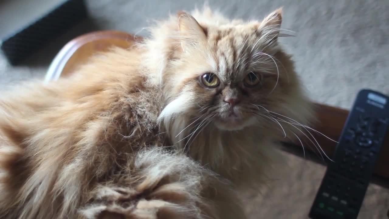 FEMME ACTUELLE - Le persan, un chat So British