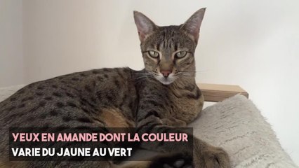 FEMME ACTUELLE - Le savannah, un chat hors normes