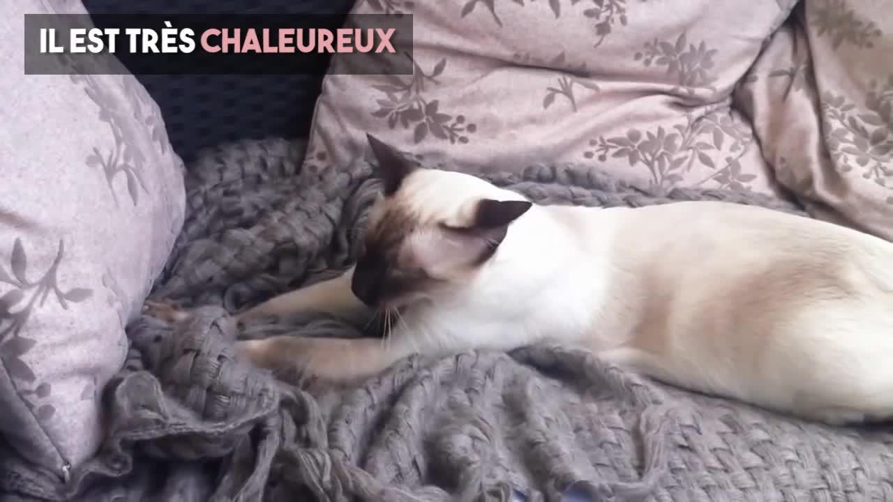 FEMME ACTUELLE - Le siamois, un chat extraverti