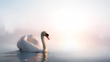 FEMME ACTUELLE - Le cygne et la plume magique : une histoire hypnotique