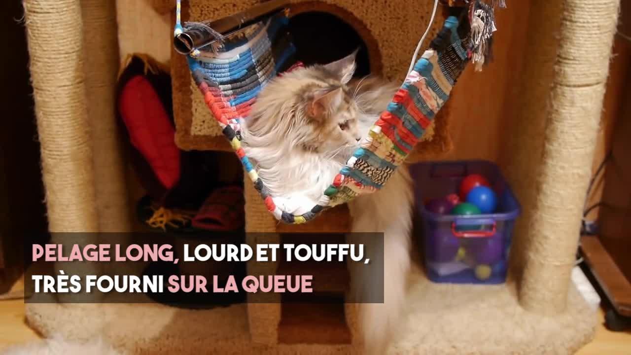 FEMME ACTUELLE  - Le chat maine coon, un géant américain